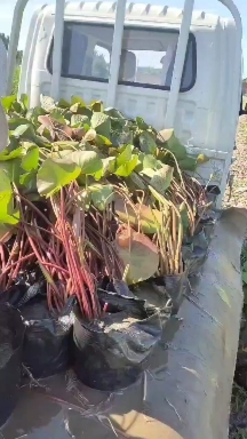 盆栽荷花