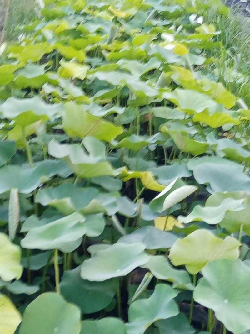 盆栽荷花