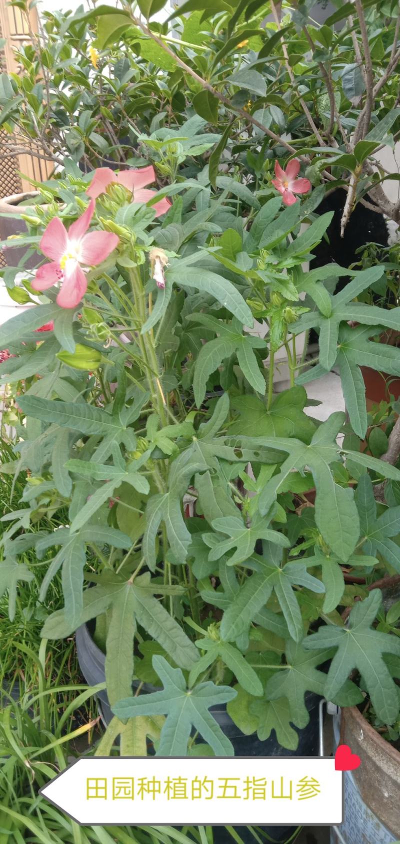 五指山参别名红花马宁