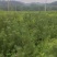 樟子松