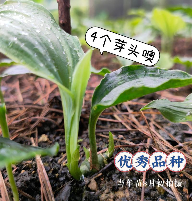 黄精种子高杆大叶不倒苗川黄精