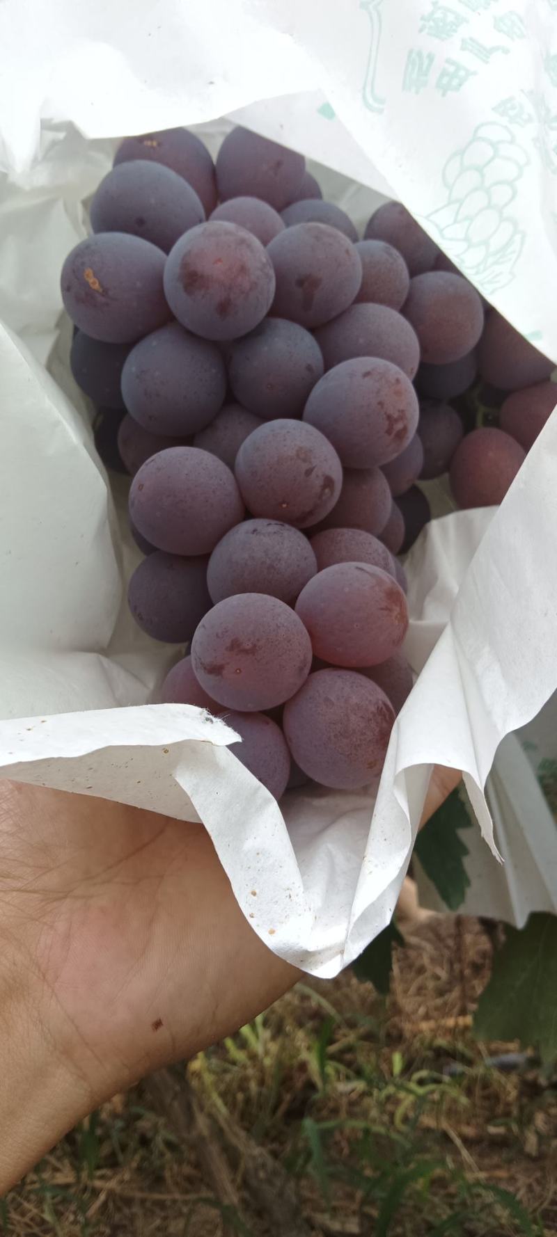 红提