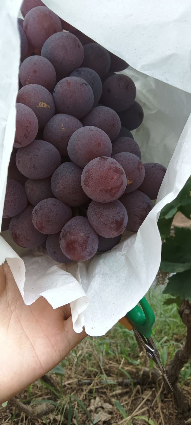 红提