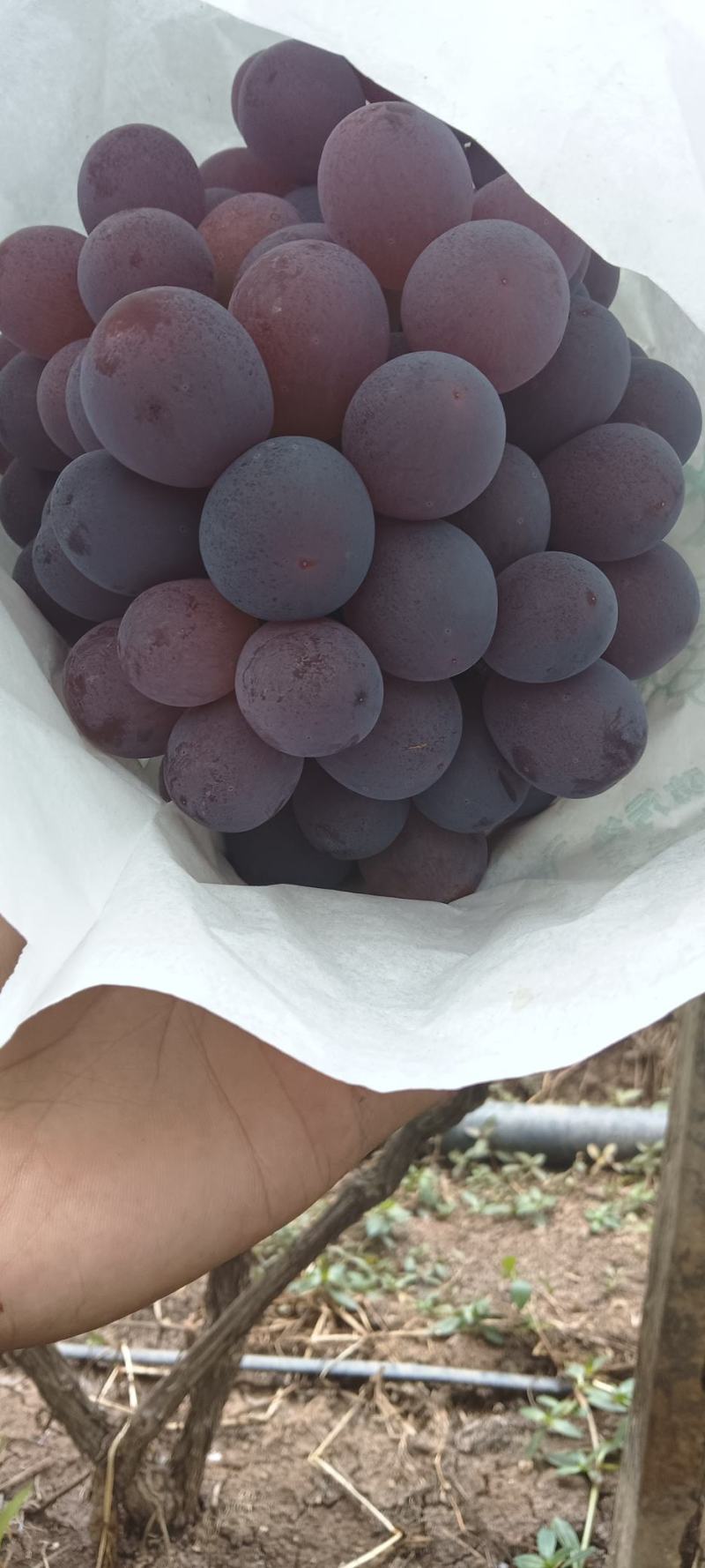 红提