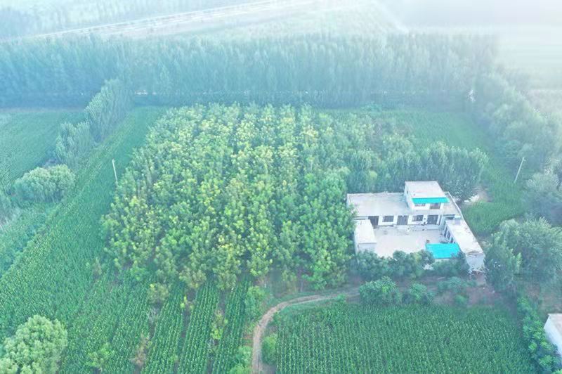 青皮核桃果园标准化管理场景
