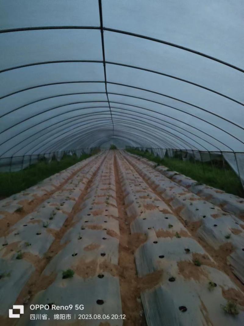 绵阳龙门大棚及设施转让