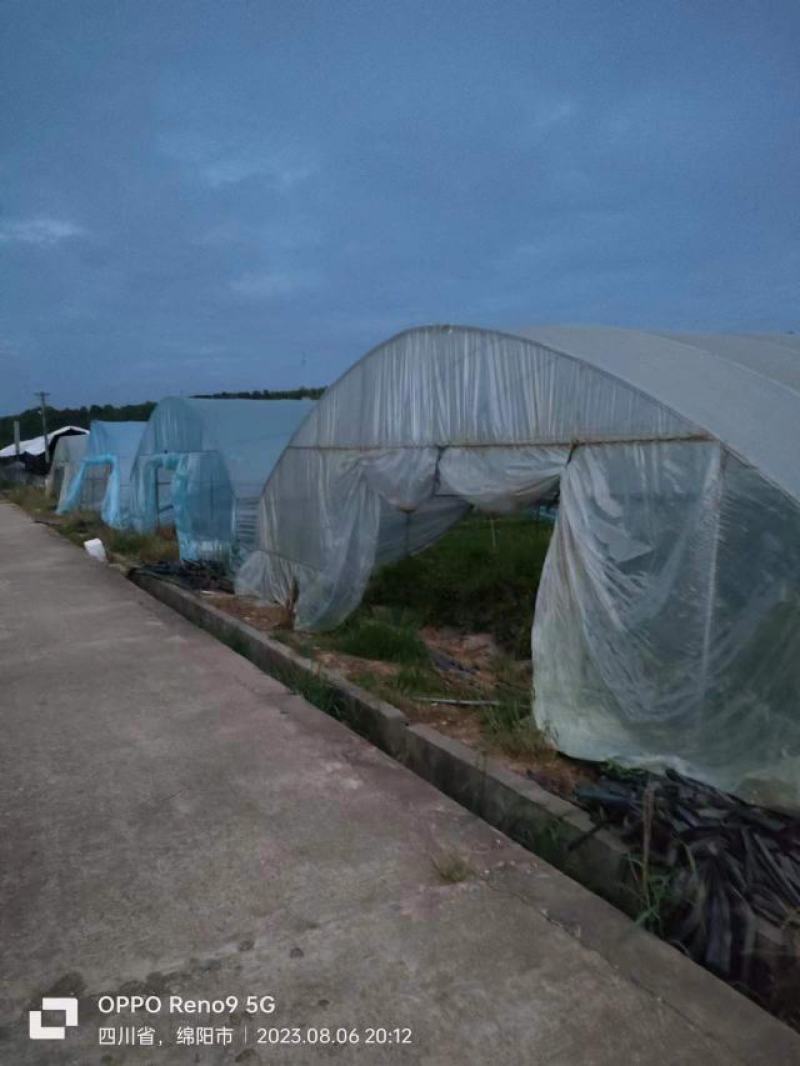 绵阳龙门大棚及设施转让