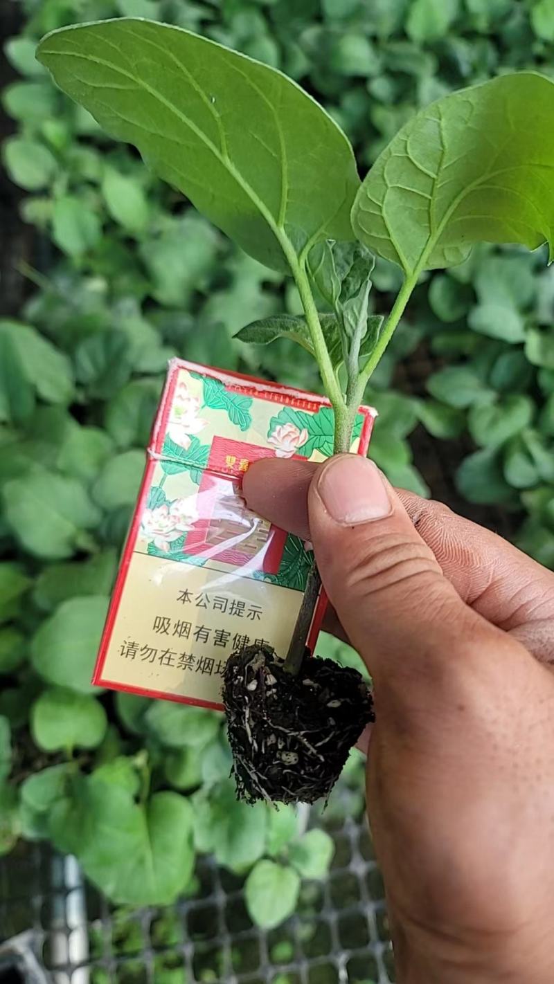 圆茄苗/茄子苗山东茄子苗/山东圆茄苗全国包邮
