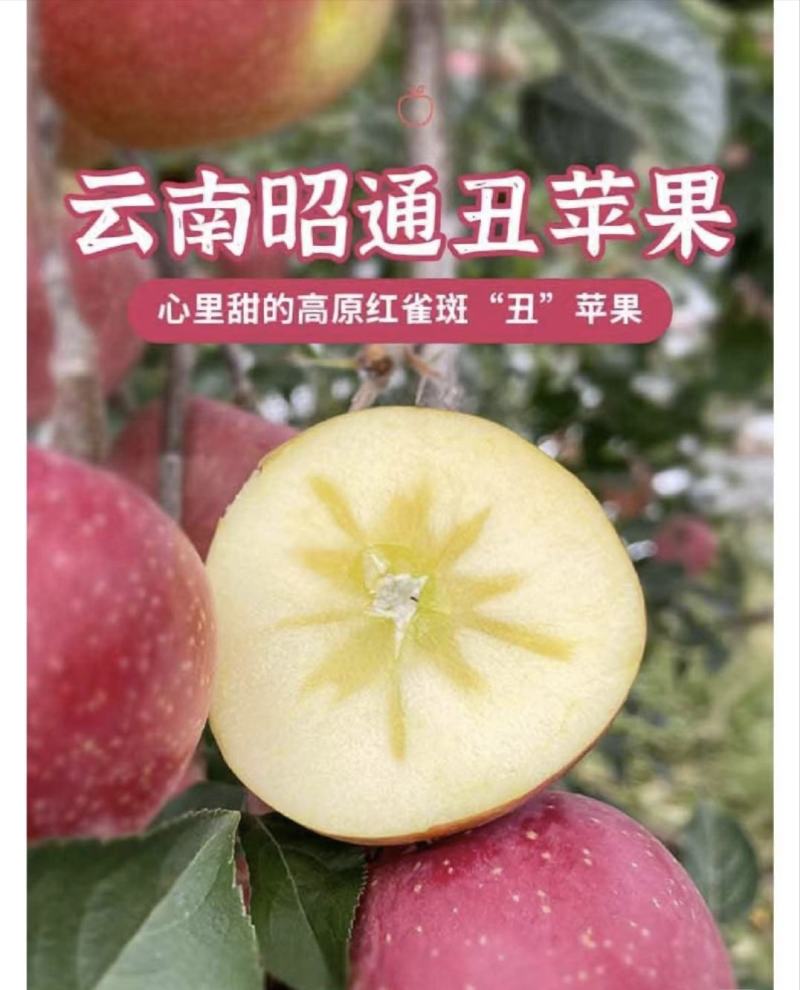 正宗云南丑苹果，纯甜无酸香味浓郁嘎嘭脆，大量上，量大从优