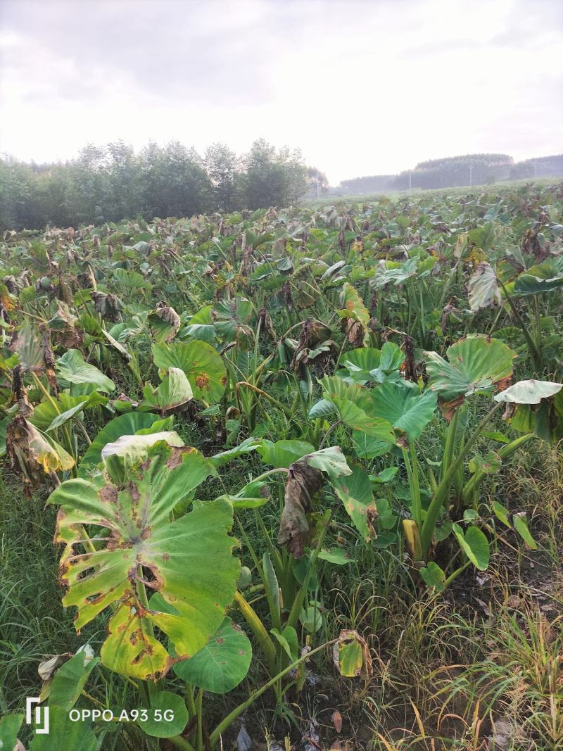 广西宾阳芋头大量上市了