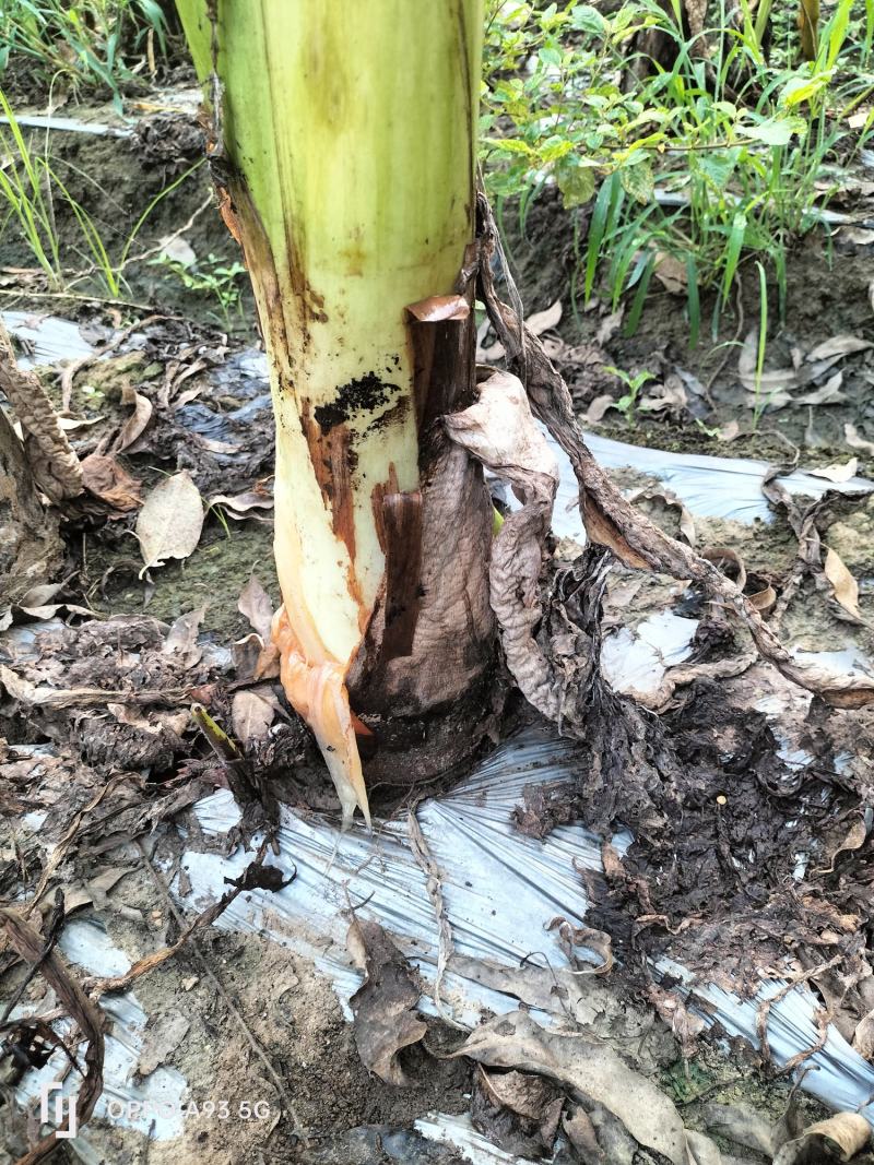 广西宾阳芋头大量上市了