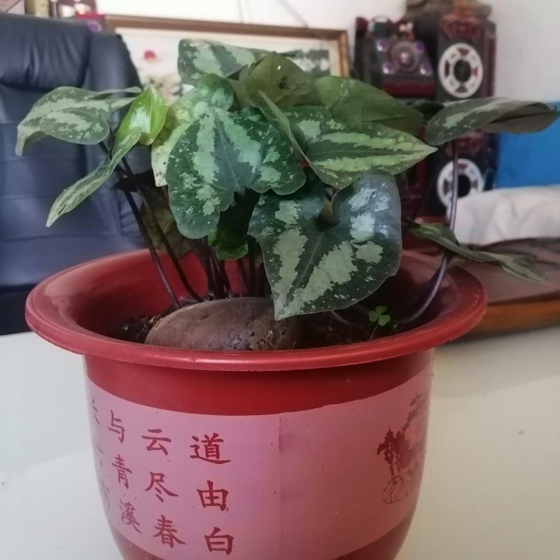马蹄细辛，花叶细辛盆景