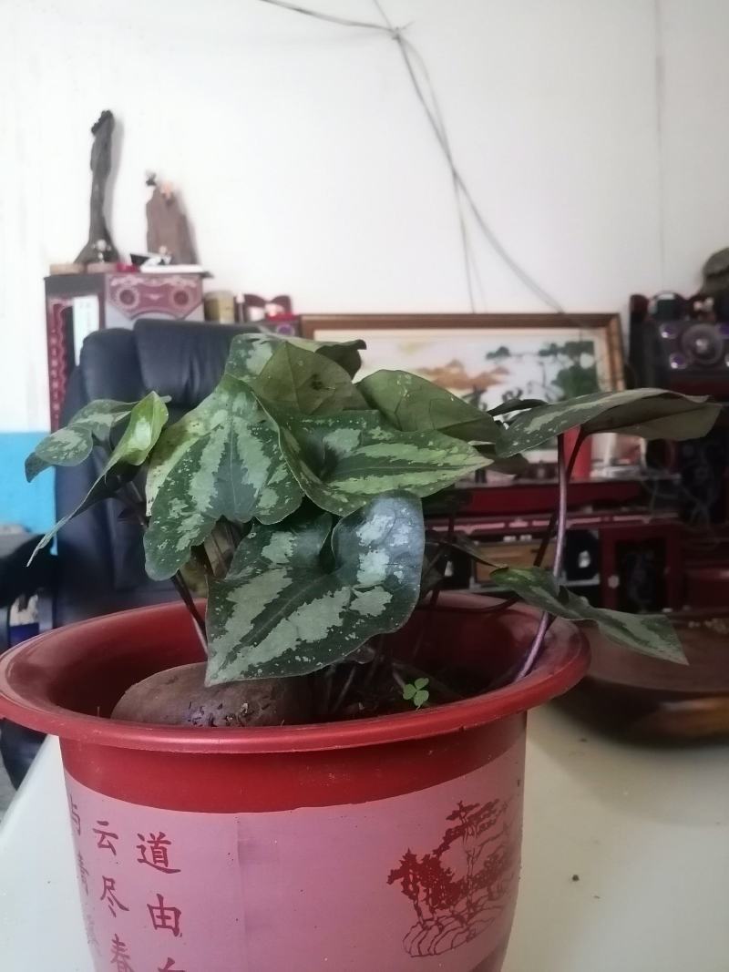 马蹄细辛，花叶细辛盆景
