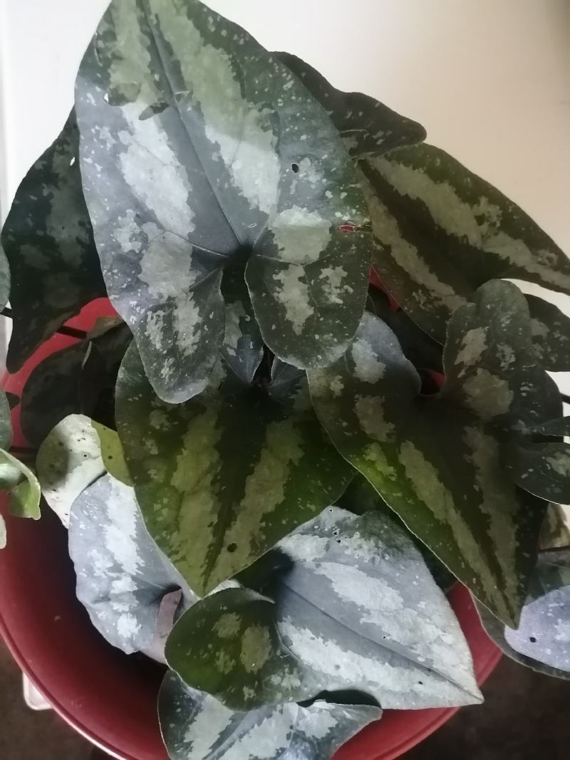 马蹄细辛，花叶细辛盆景