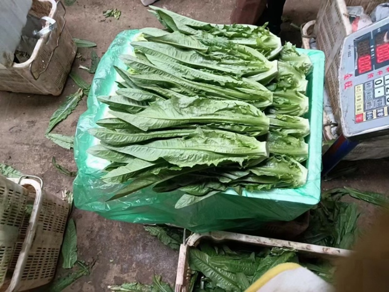 精品油麦菜，各种蔬菜都有，需要的老板前来采购