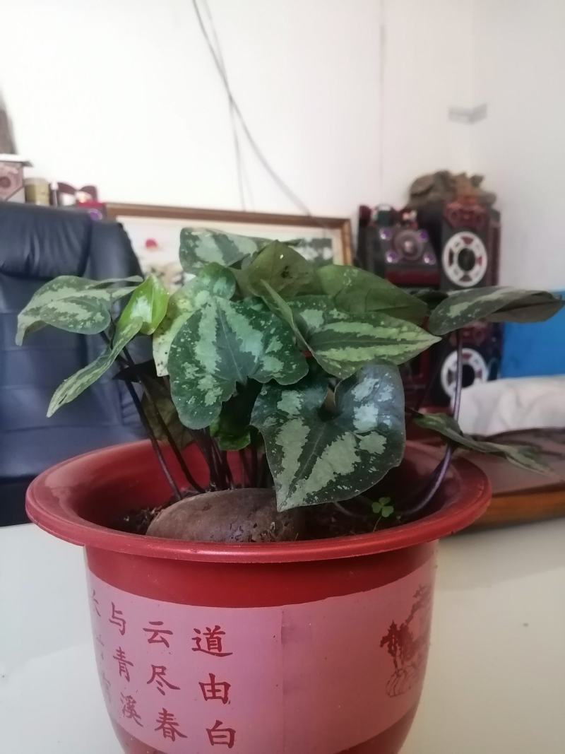 马蹄细辛，花叶细辛盆景