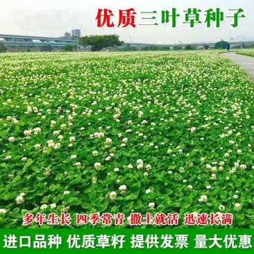 优质红三叶草种子白三叶草种子四季多年生种籽果园林绿化阳台