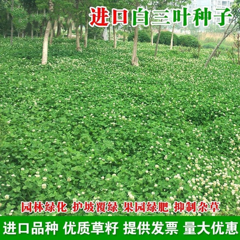 优质红三叶草种子白三叶草种子四季多年生种籽果园林绿化阳台