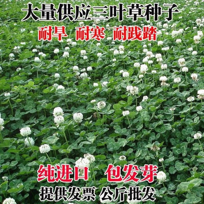 优质红三叶草种子白三叶草种子四季多年生种籽果园林绿化阳台