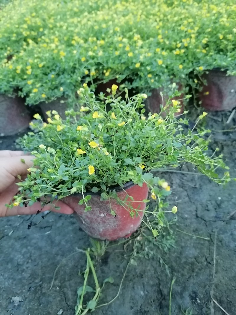 金沙蔓杯苗基地，金沙蔓批发价格，金沙蔓大杯出售