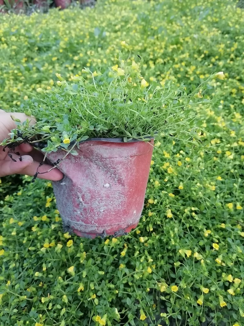 金沙蔓杯苗基地，金沙蔓批发价格，金沙蔓大杯出售