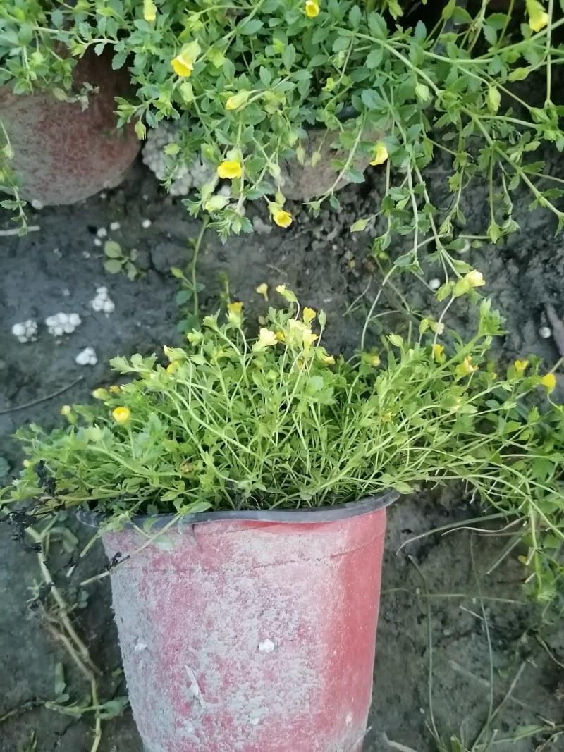 金沙蔓杯苗基地，金沙蔓批发价格，金沙蔓大杯出售