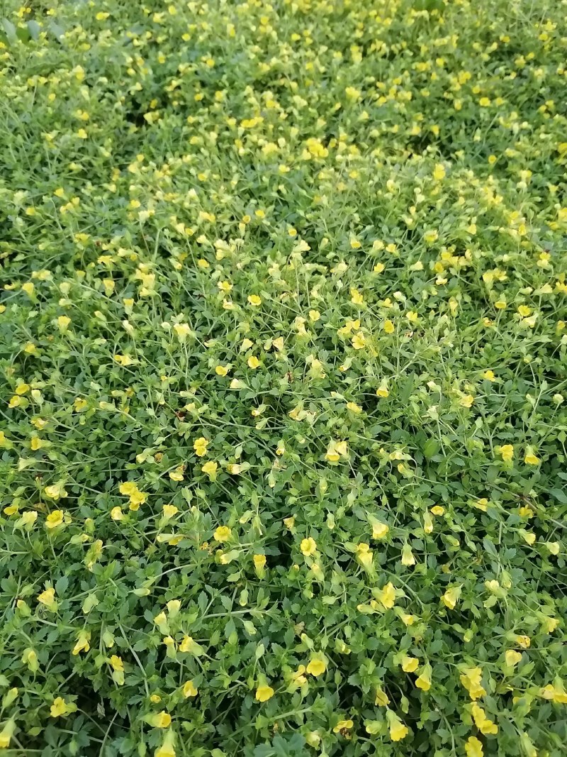 金沙蔓杯苗基地，金沙蔓批发价格，金沙蔓大杯出售