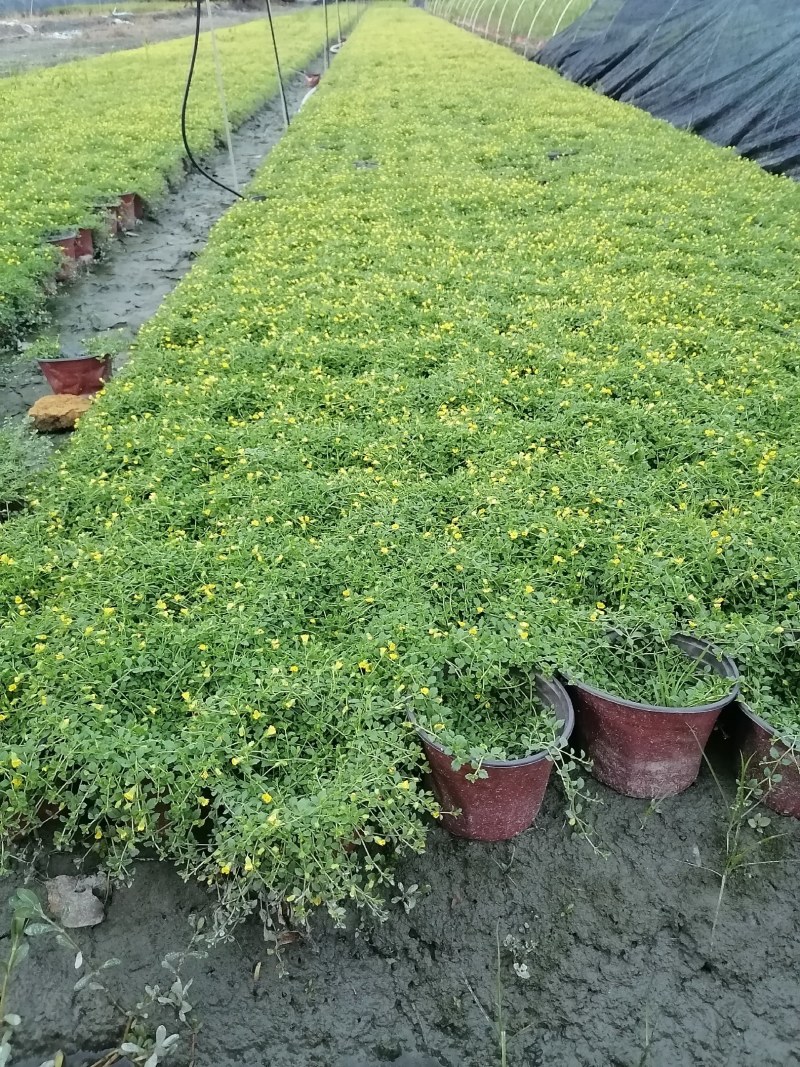 金沙蔓杯苗基地，金沙蔓批发价格，金沙蔓大杯出售