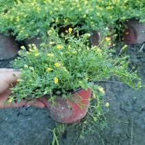 金沙蔓杯苗基地，金沙蔓批发价格，金沙蔓大杯出售