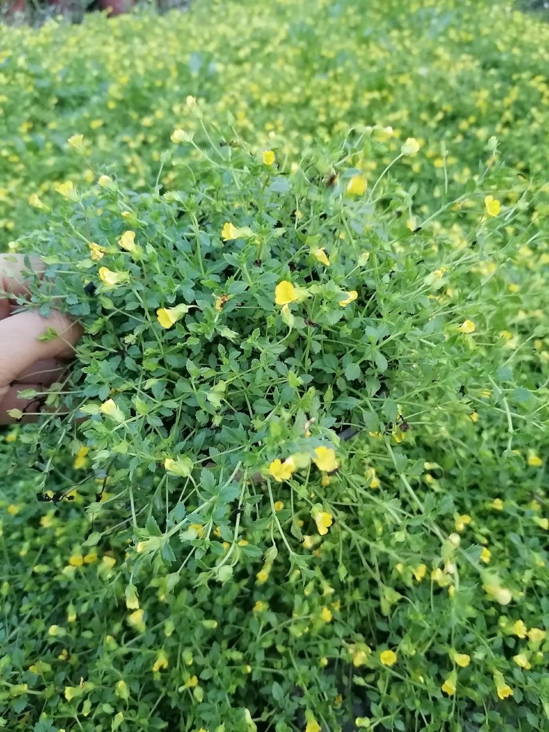 金沙蔓杯苗基地，金沙蔓批发价格，金沙蔓大杯出售