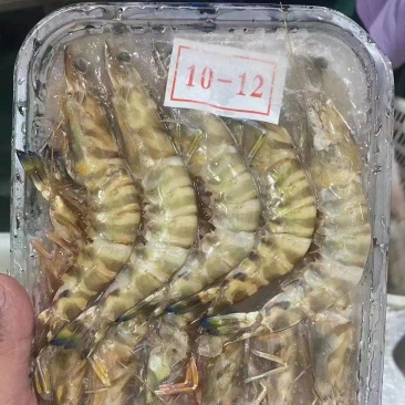基围虾精品花虾港口批发规格齐全欢迎致电联系