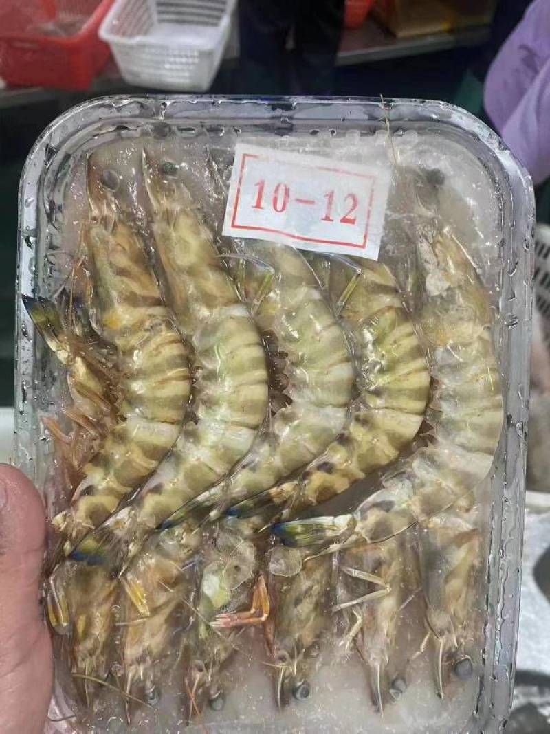 基围虾精品花虾港口批发规格齐全欢迎致电联系