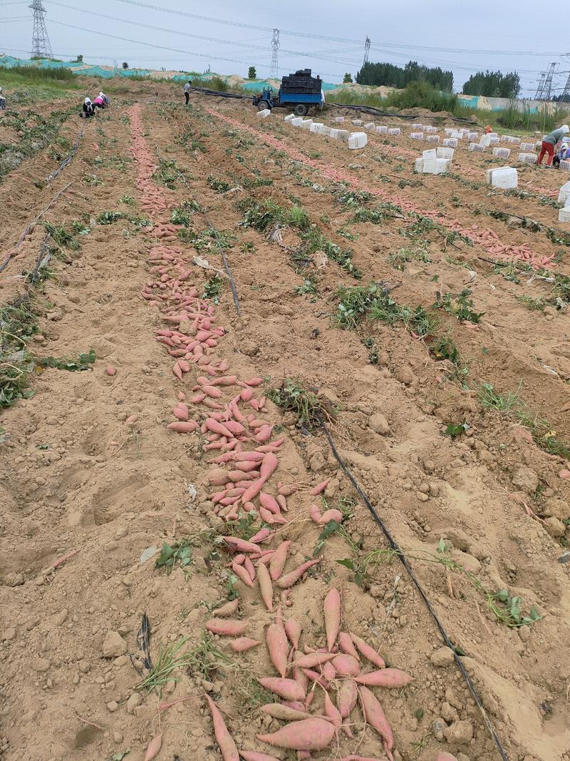 烟薯山东烟薯25烤红薯丘陵沙地种植红皮蜜薯品质保证