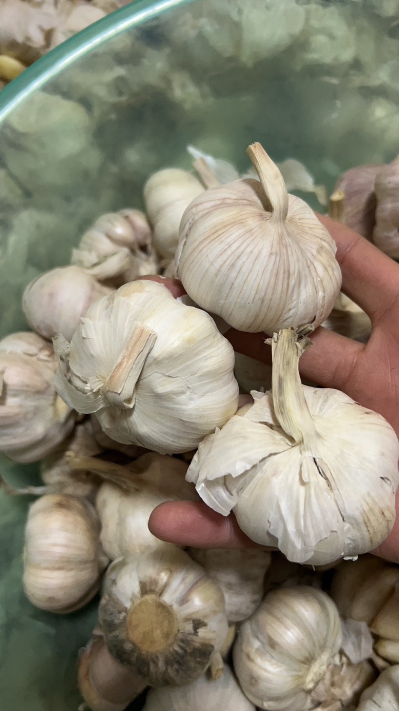 山东精品优质大蒜
