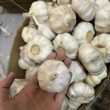山东精品优质大蒜