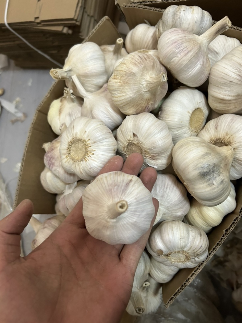 山东精品优质大蒜