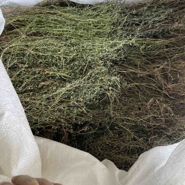 野生白花蛇舌草
