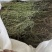 野生白花蛇舌草