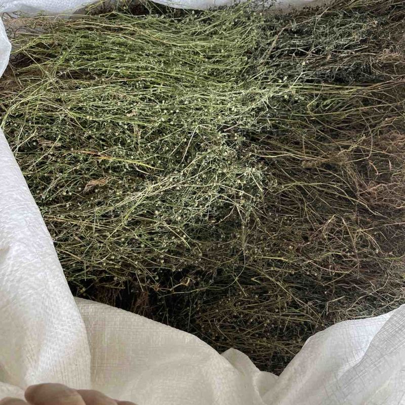 野生白花蛇舌草