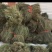 野生白花蛇舌草