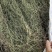 野生白花蛇舌草