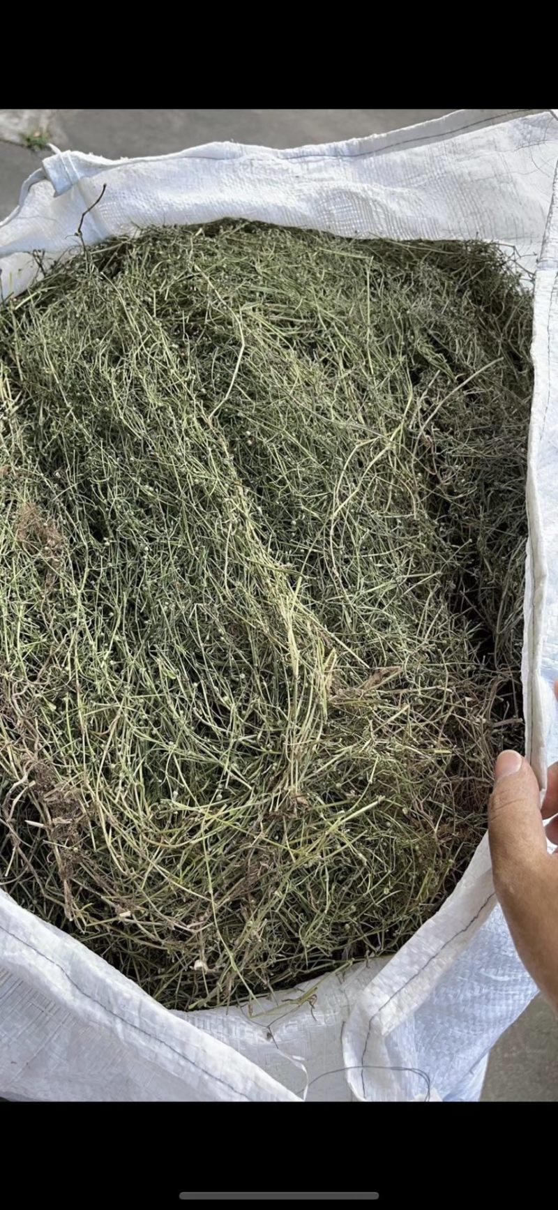 野生白花蛇舌草