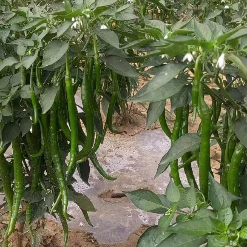 【热销】重庆青线椒基地无中间商和代办费