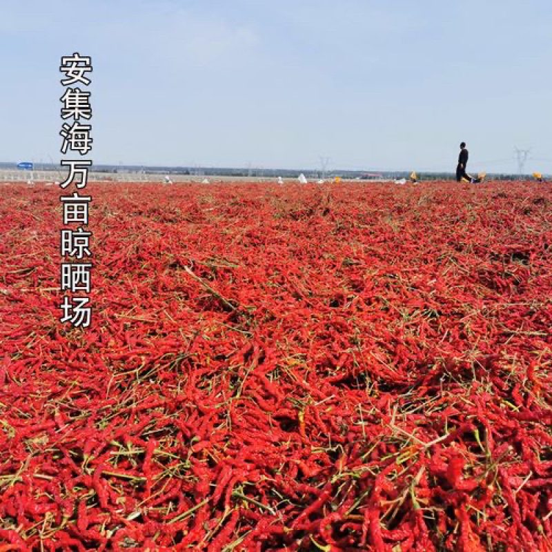 批发去把干线椒香辣干红辣椒。量大从优欢迎各位联系咨询