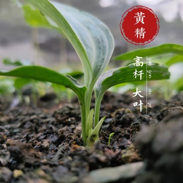 黄精种苗高杆大叶不倒苗川黄精一年苗