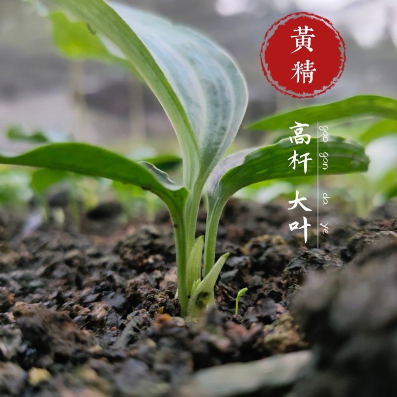 黄精种苗高杆大叶不倒苗川黄精一年苗