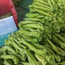 椒王尖椒螺丝椒青椒