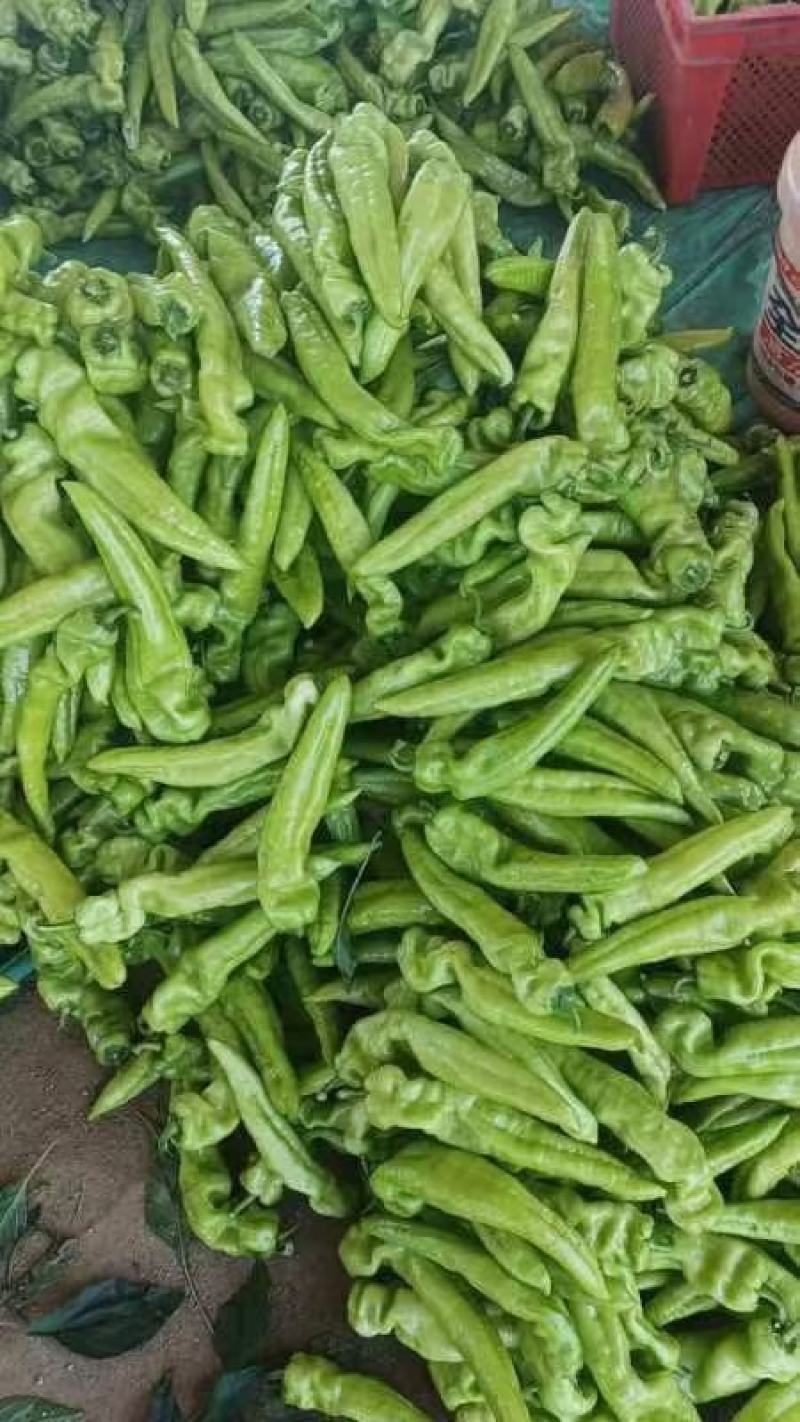 椒王尖椒螺丝椒青椒