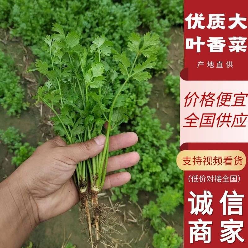【香菜】安阳滑县大叶香菜常年供应对接各大市场电商