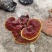 赤灵芝，深山大岭采摘，地地道道，实惠，公道，欢迎选购